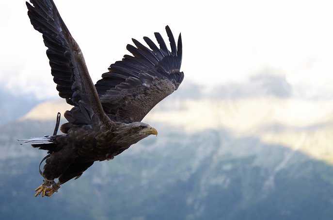 Answer Engine Optimization Google Update Hawk